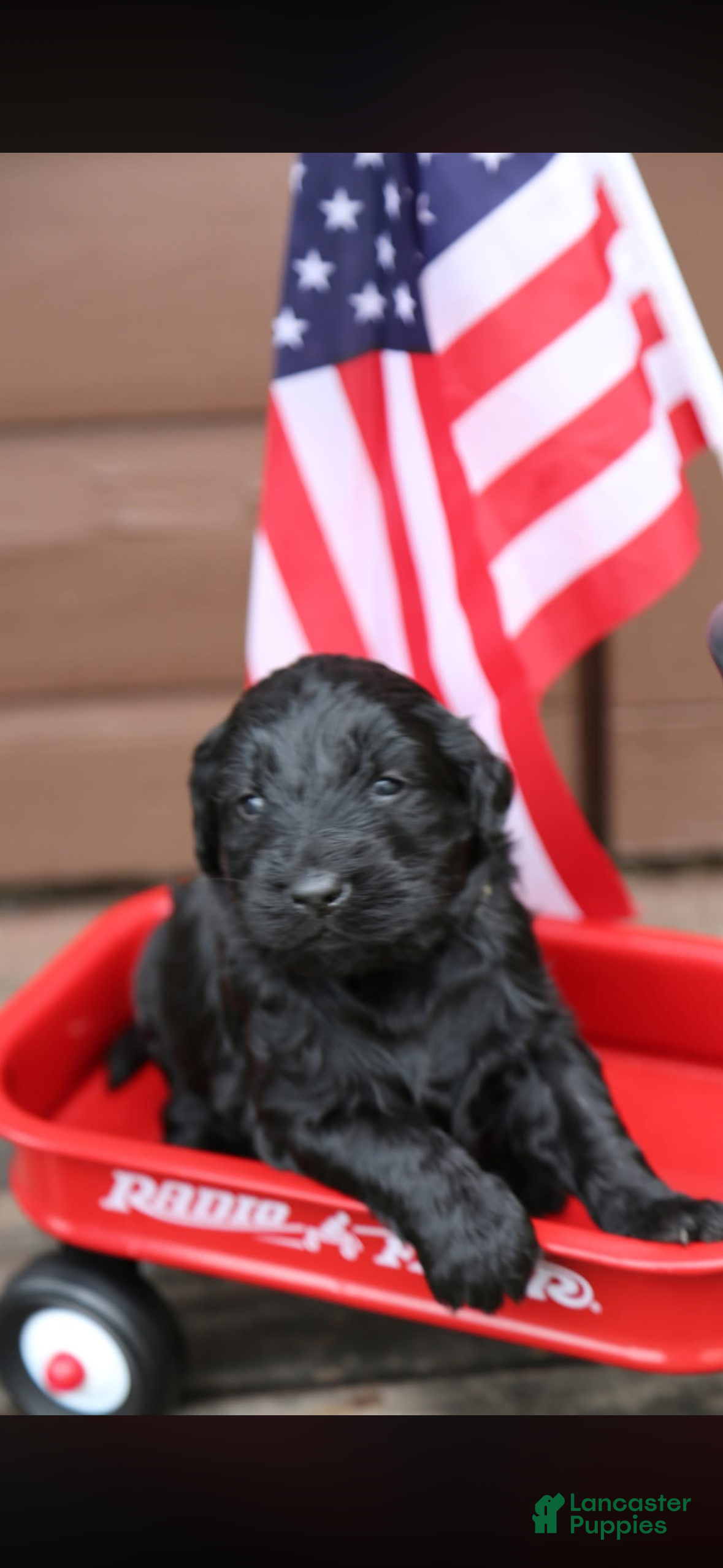 Goldendoodle dogs for sale: Goldendoodle Puppy 3 - Ad 3