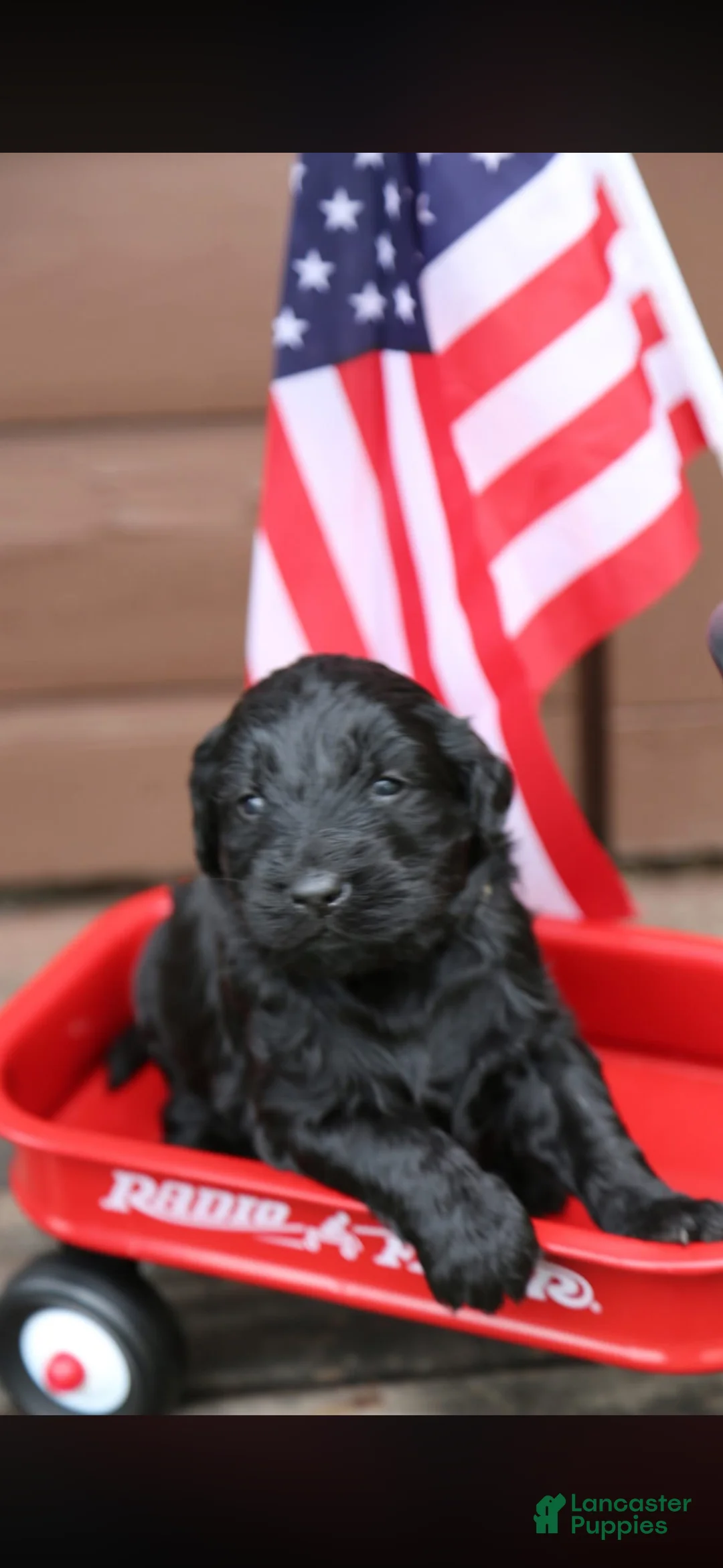 Goldendoodle dogs for sale: Goldendoodle Puppy 3 - Ad 1