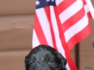 Goldendoodle dogs for sale: Goldendoodle Puppy 3 - Ad 3