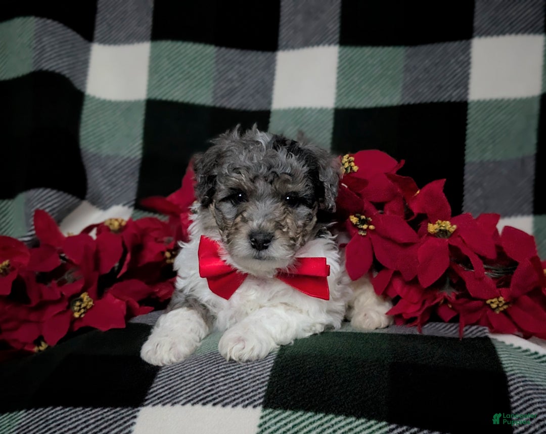Mini Bernedoodle dogs for sale: Armondo Hypoallergenic Ready for Christmas - Ad 5