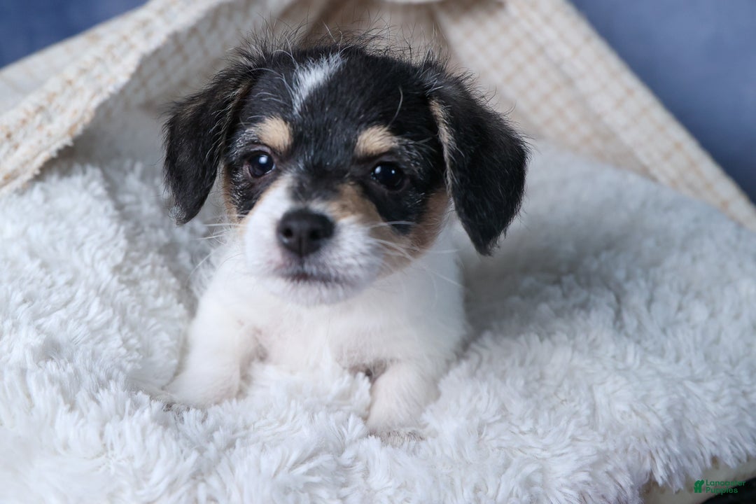 Chipoo dogs for sale: Kenzie - Ad 9