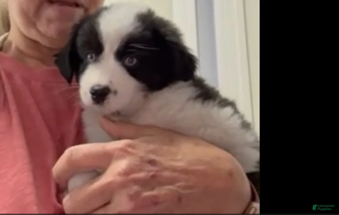 Miniature Australian Shepherd dogs for sale: Mango - Ad 1