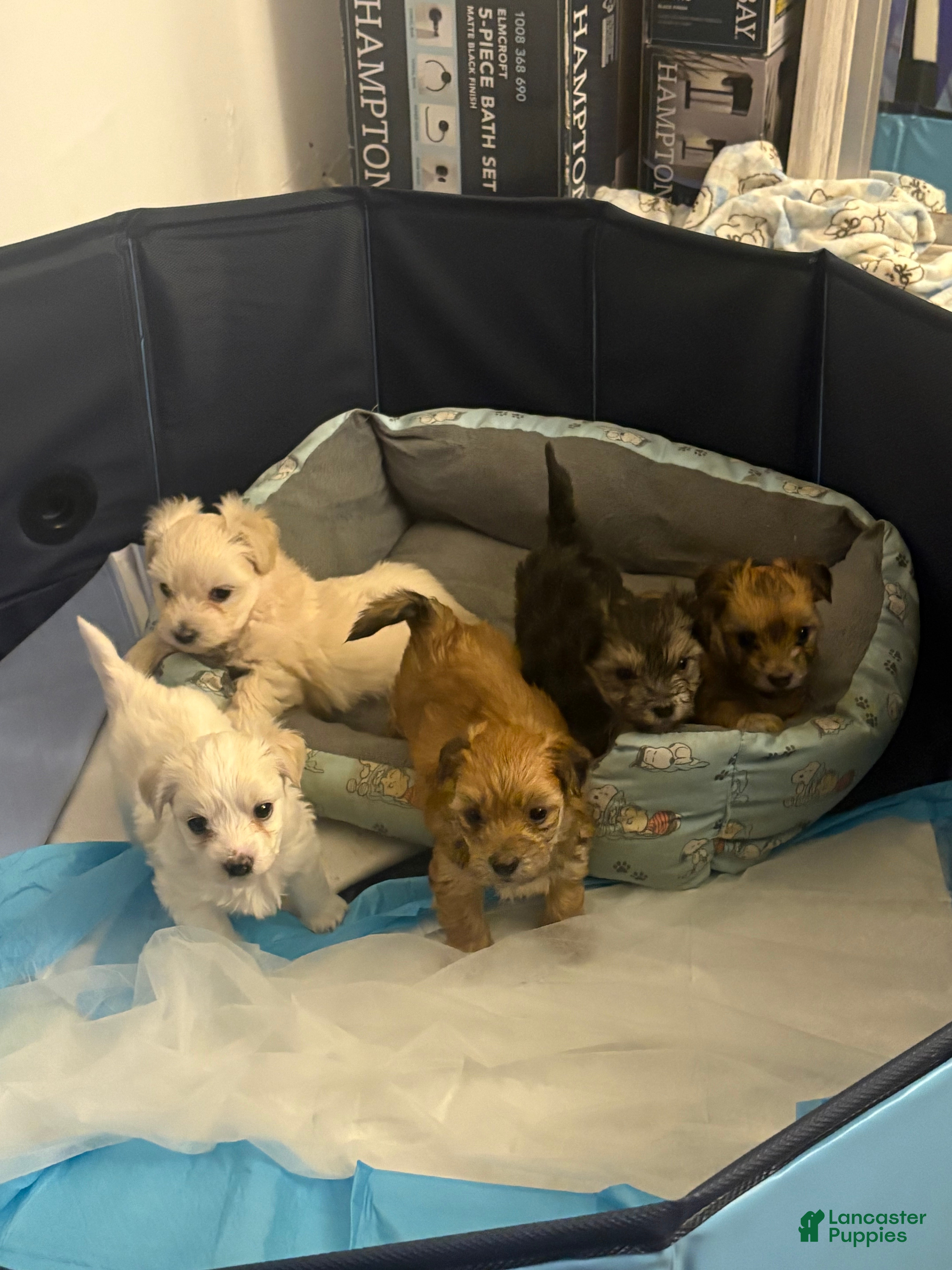 Morkie dogs Morkie 4 - Ad 25
