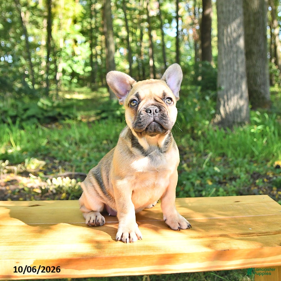 French Bulldog dogs Bella   - Ad 1