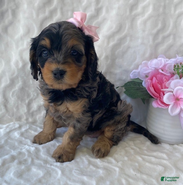 Cavapoo dogs for sale: Nova- blue merle - Ad 1