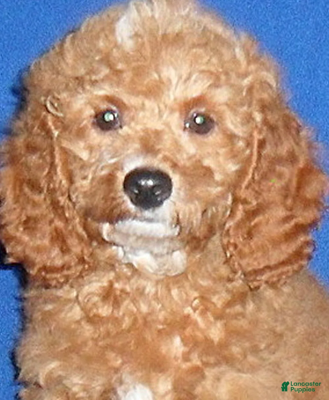 Cockapoo dogs for sale: Cooper - Ad 9