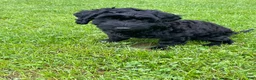 Labradoodle dogs for sale: Shadow - Ad 2