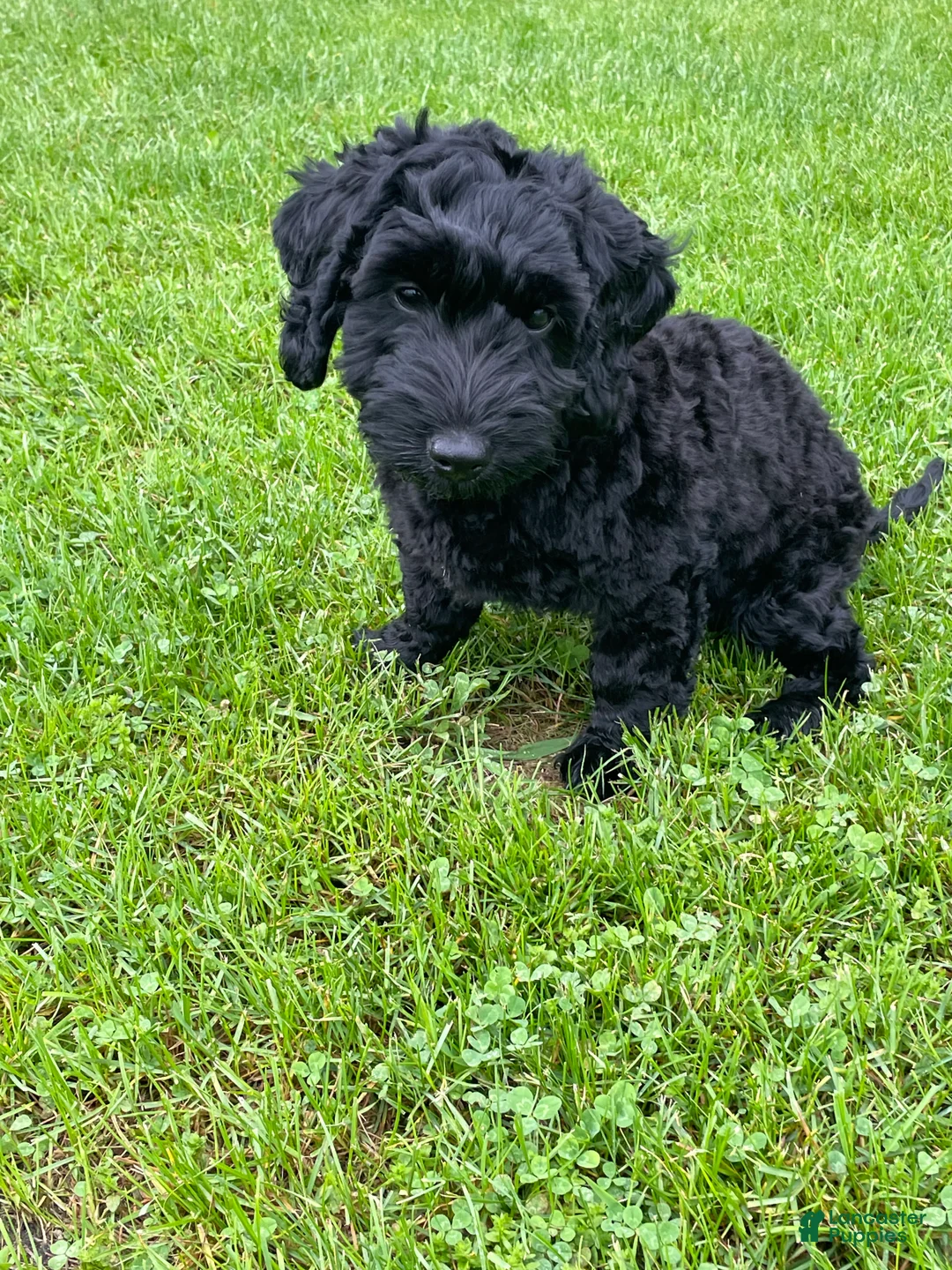 Labradoodle dogs for sale: Shadow - Ad 2