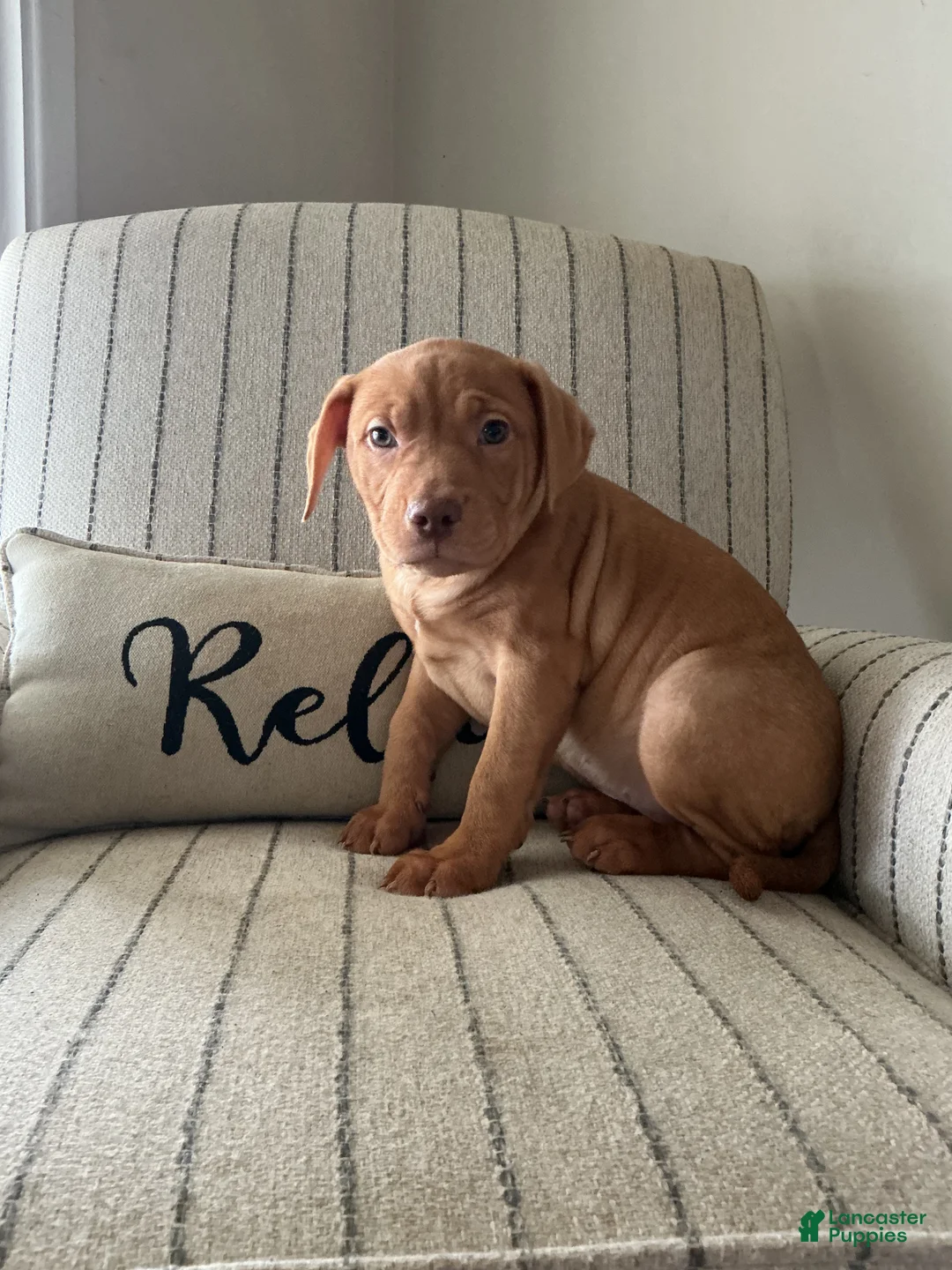 American Bully dogs for sale: Cliffette - Ad 1