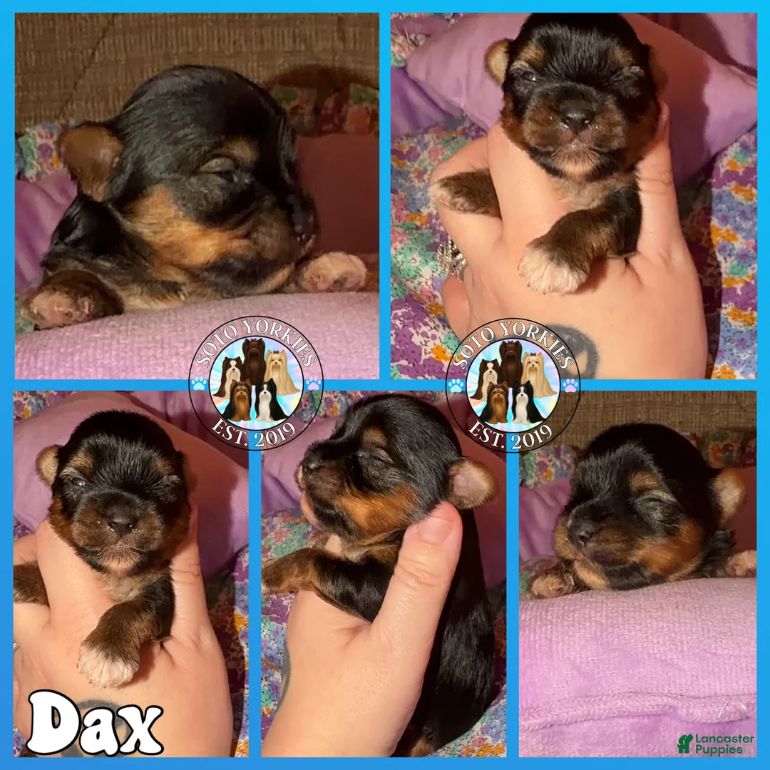 Yorkshire Terrier dogs for sale: Dax - Ad 2