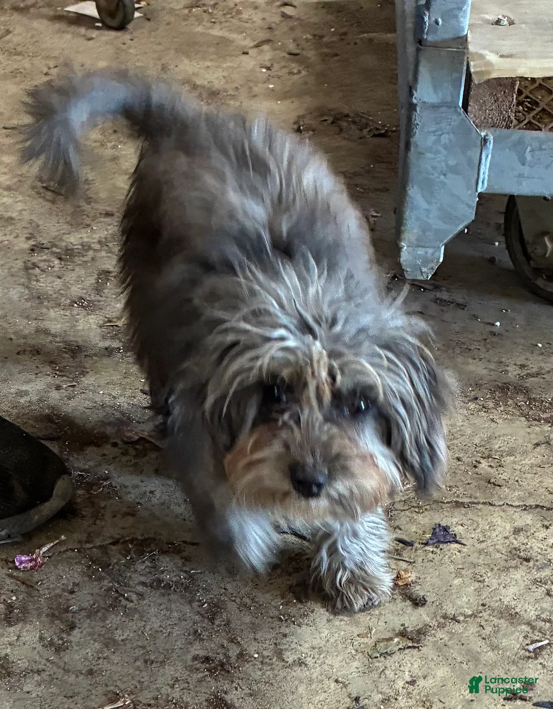 Chipoo dogs for sale: Max - Ad 3