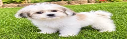 Teddy Bear dogs for sale: Bailey  - Ad 3