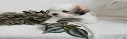 Teddy Bear dogs for sale: Connor - Ad 6
