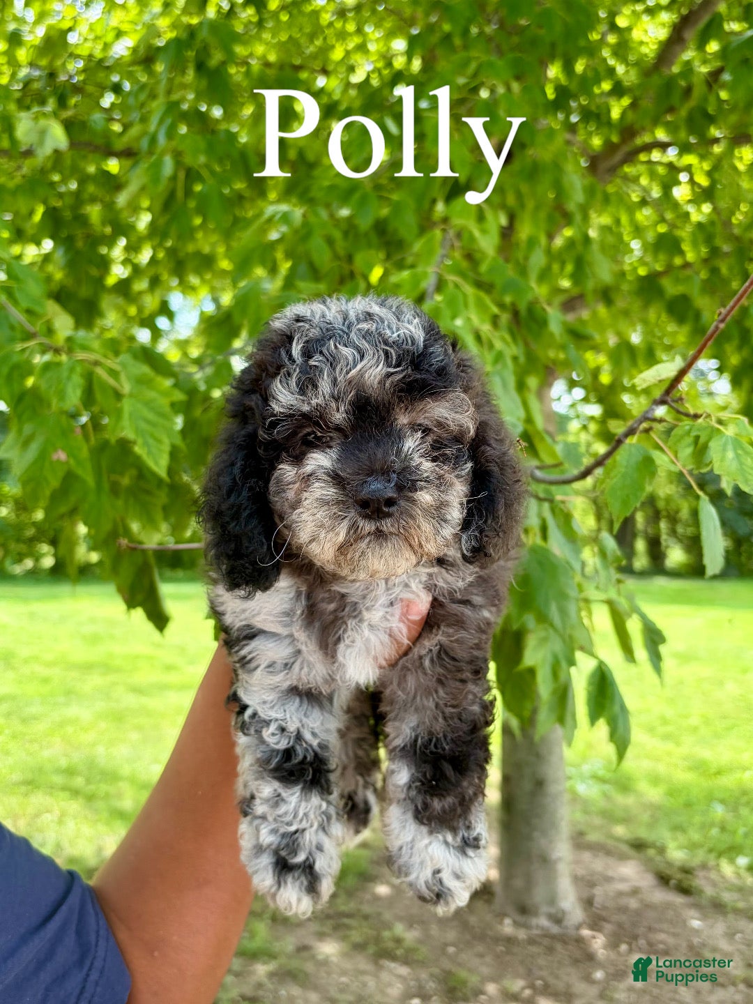 Mini Goldendoodle dogs Polly- Micro mini - Ad 1