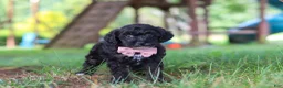 Yorkiepoo dogs for sale: Brady - Ad 4