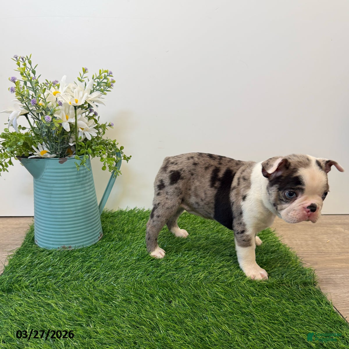 Boston Terrier dogs Marcy - Ad 2