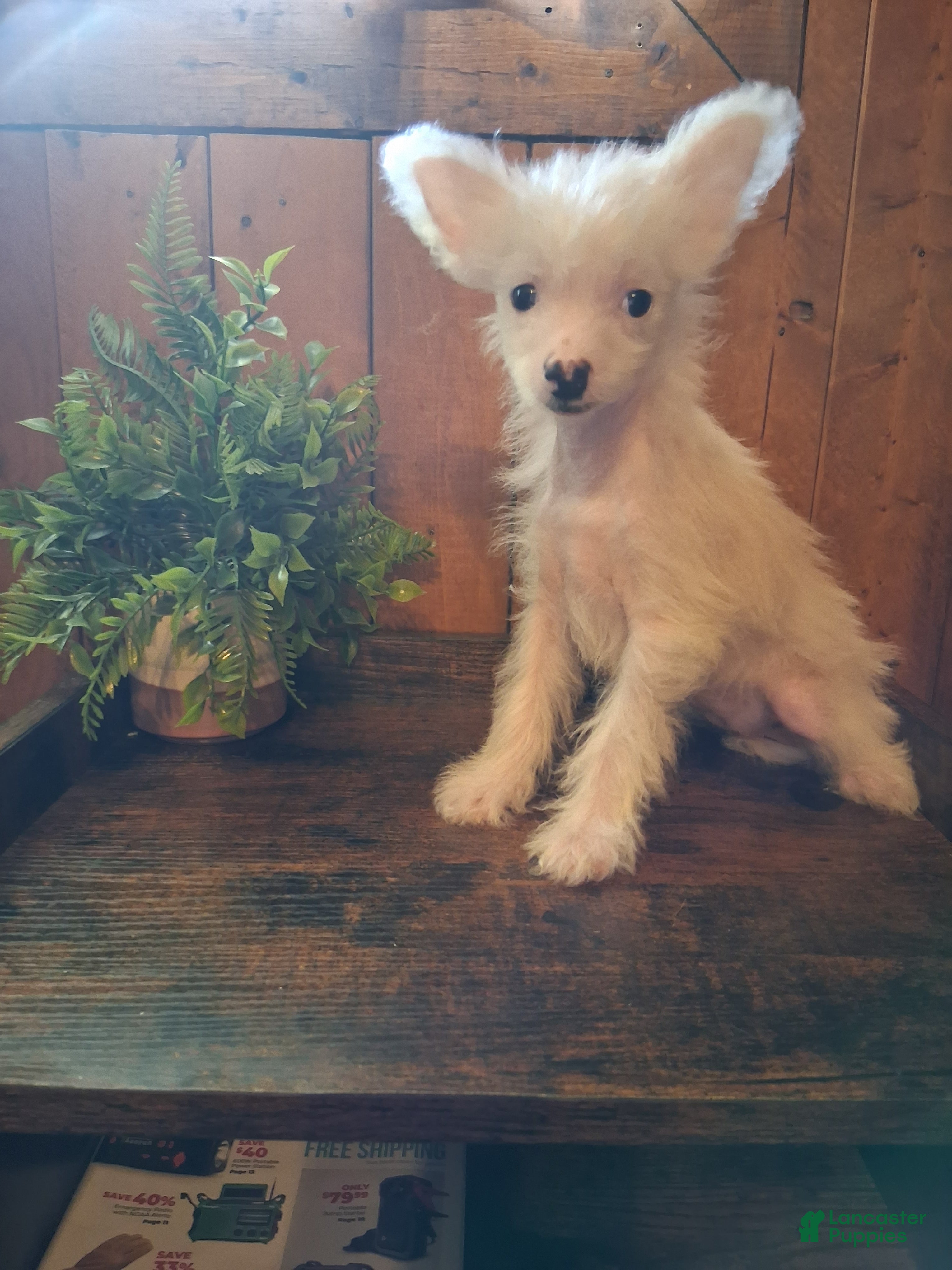 Chinese Crested dogs Chinese Crested 1 - Ad 2