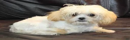 Shihpoo dogs for sale: Super Tiny Petey - Ad 4