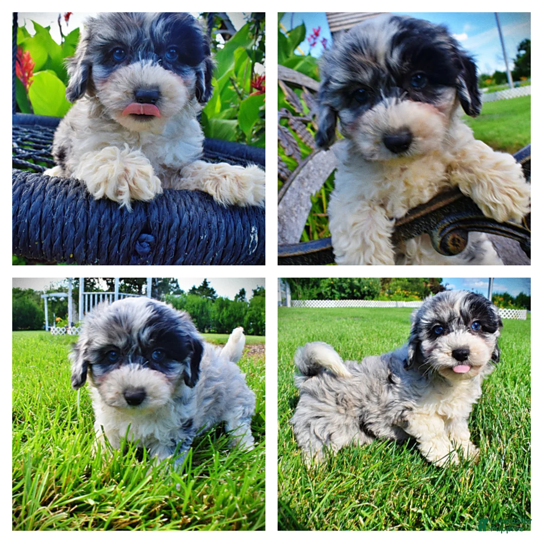 Havapoo dogs for sale: Bluebelle - Ad 1