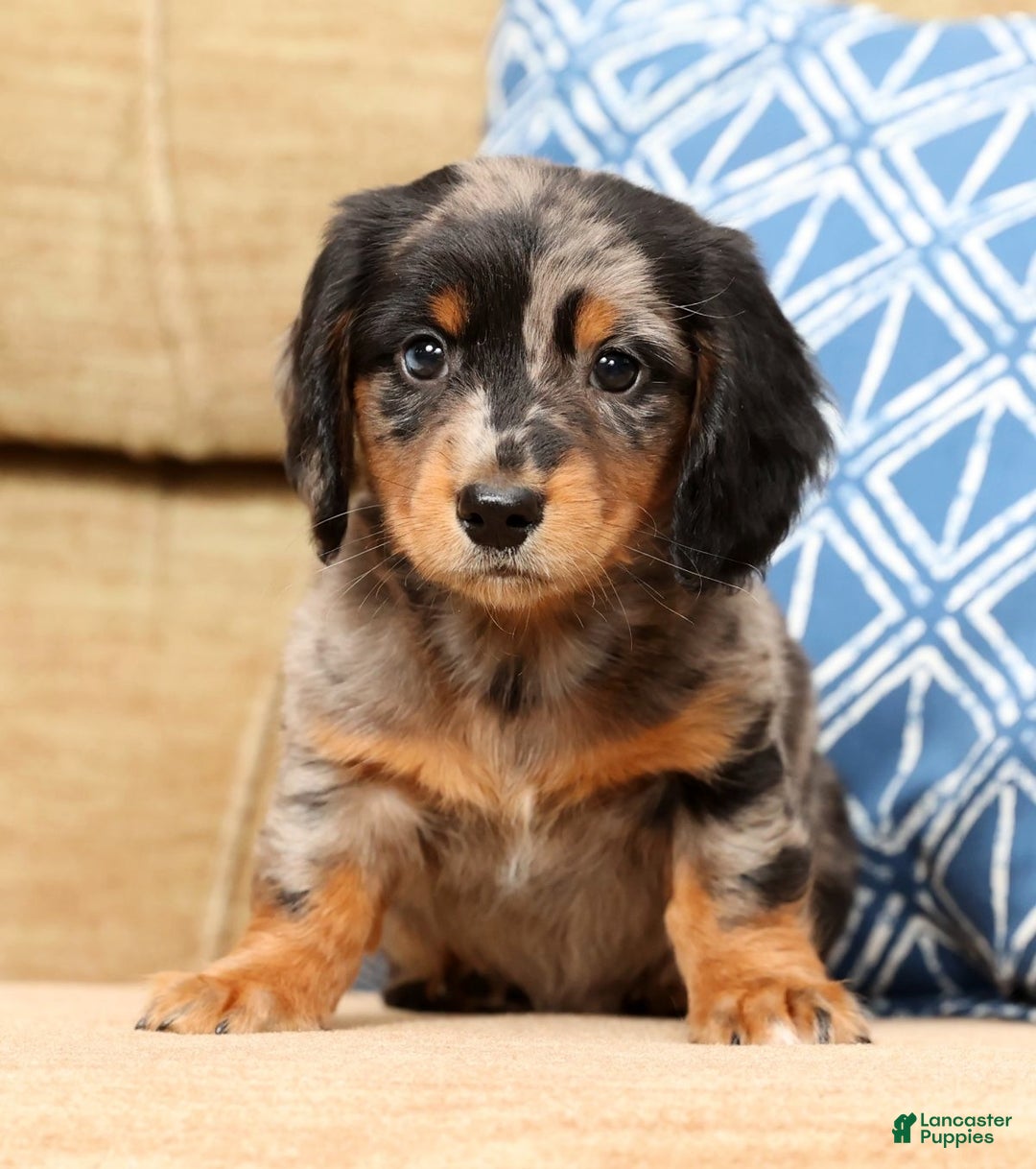 Miniature Dachshund dogs for sale: Hans - Ad 7