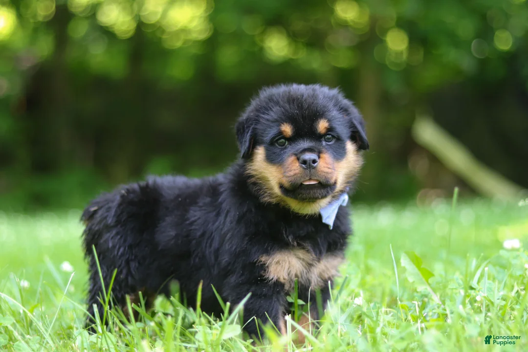 Rottweiler dogs for sale: Thor - Ad 2