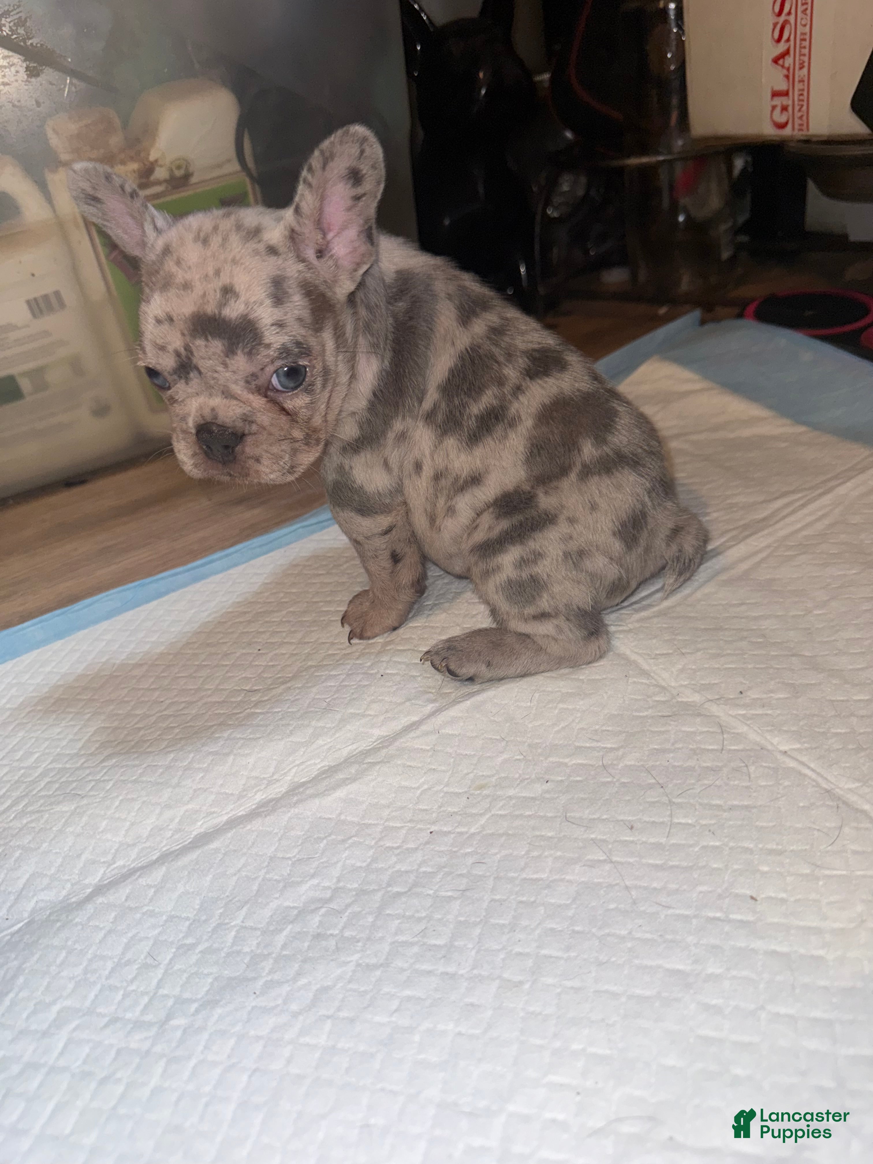 French Bulldog dogs French Bulldog 3 - Ad 12