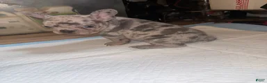French Bulldog 3
