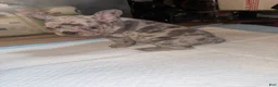French Bulldog dogs for sale: French Bulldog 3 - Ad 1