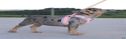 French Bulldog dogs for sale: Minty - Ad 5