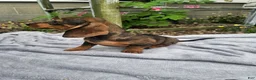 Dachshund dogs for sale: Maggie - Ad 7