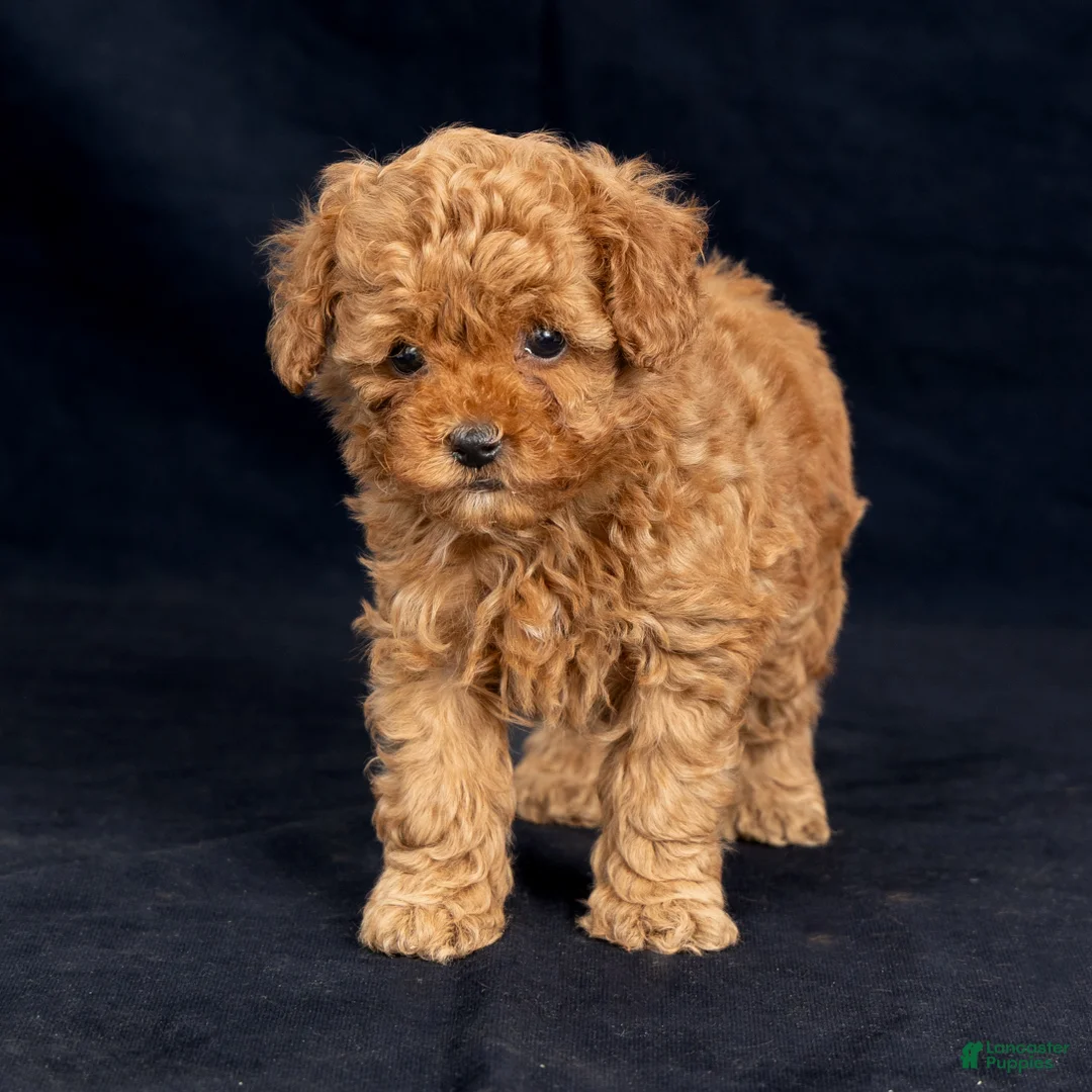 Toy Poodle dogs for sale: Emely - Ad 1