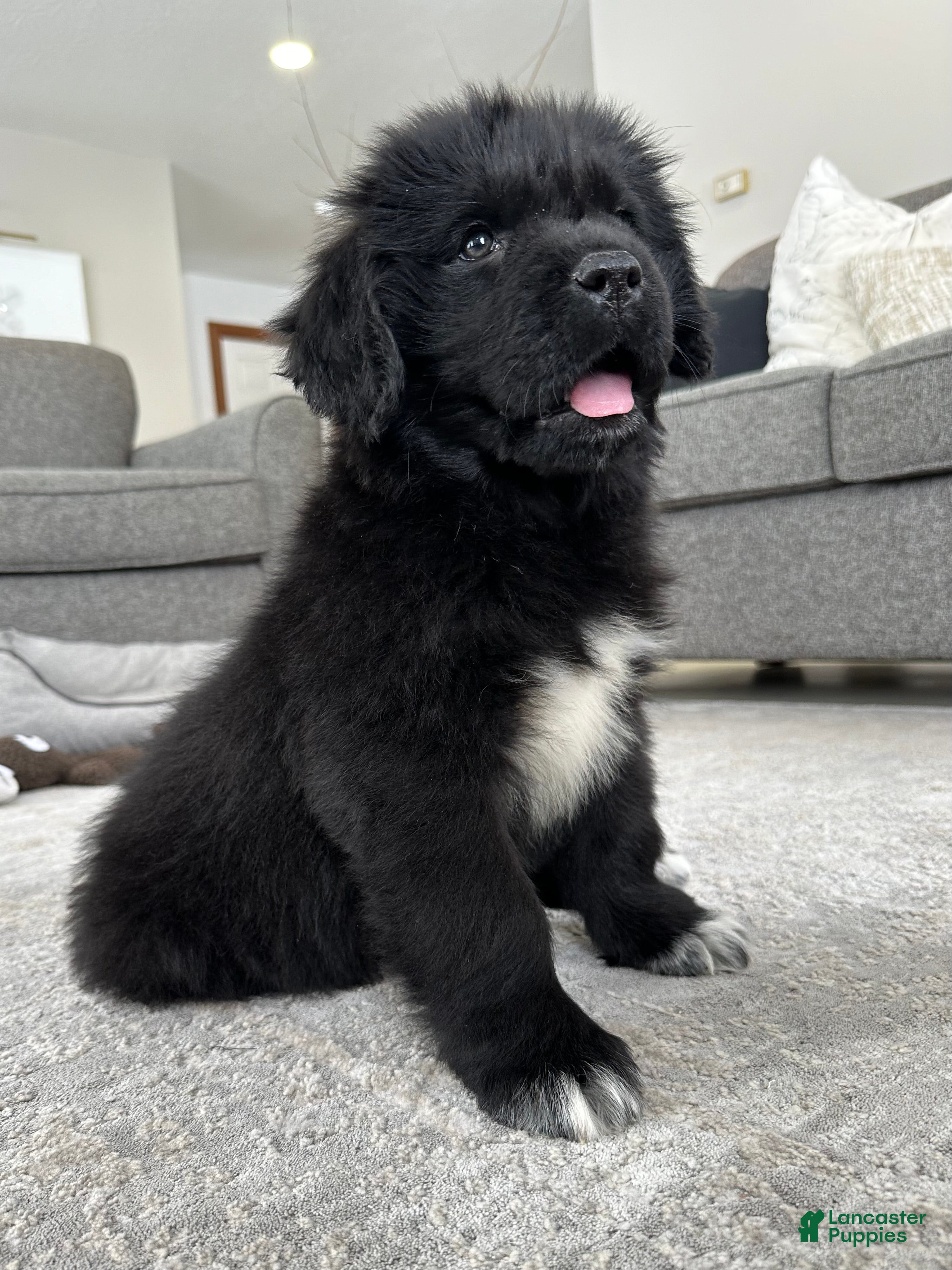Newfoundland dogs OFA,AKC,CH, “Raine”  - Ad 1
