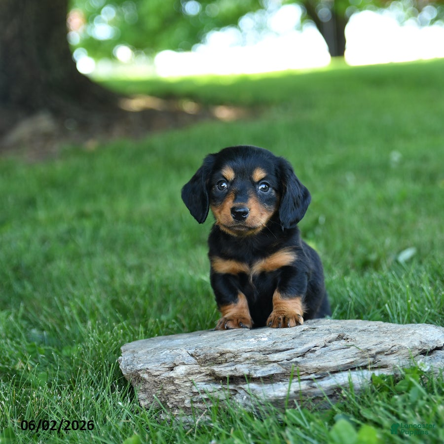Miniature Dachshund dogs Creamsicle - Ad 2