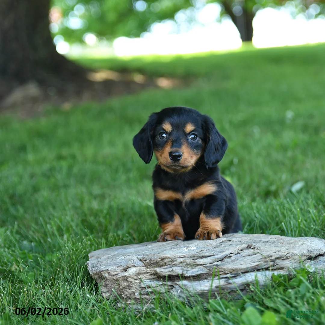 Miniature Dachshund dogs for sale: Creamsicle - Ad 2