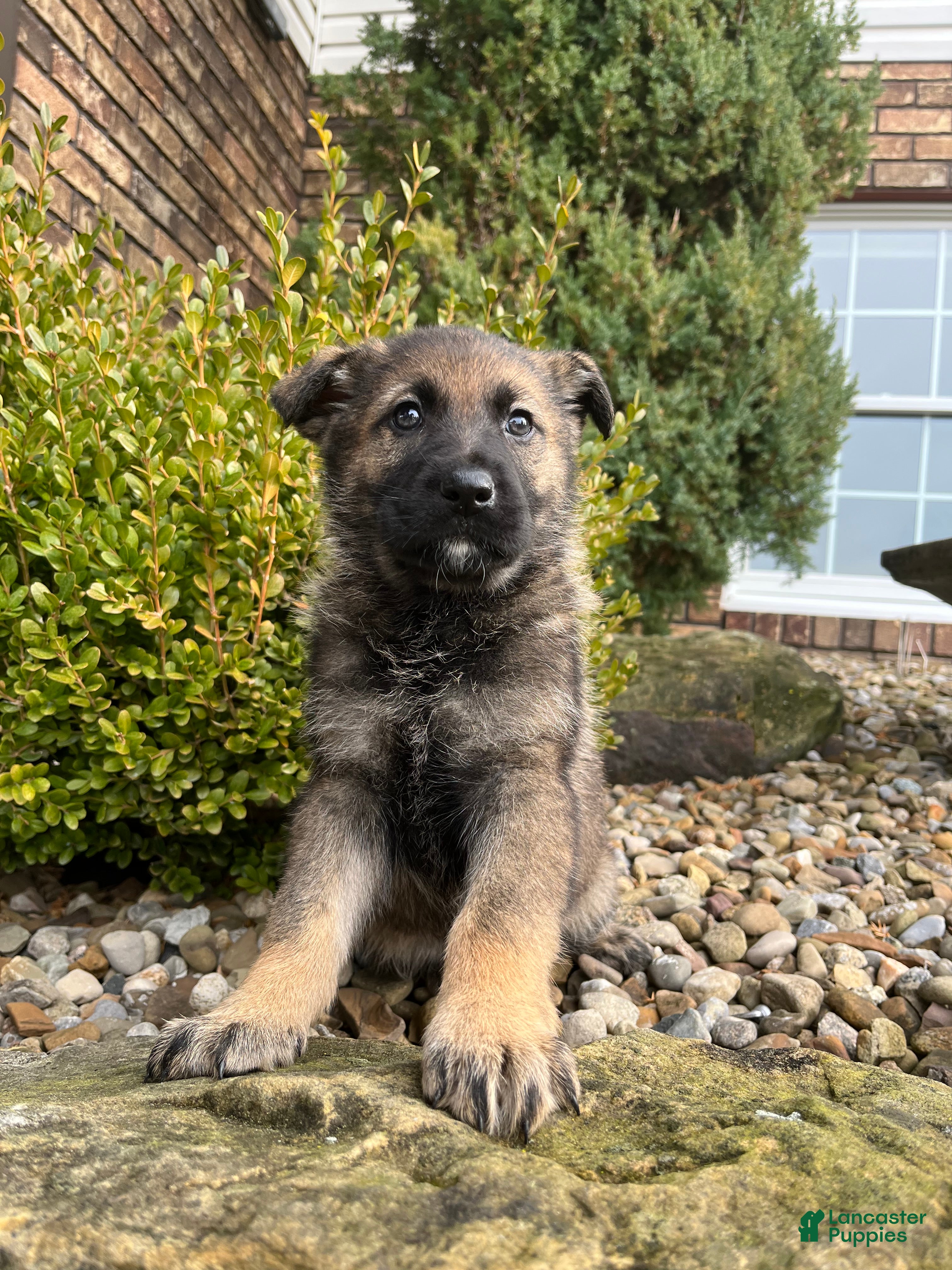 German Shepherd dogs Tessa - Ad 30