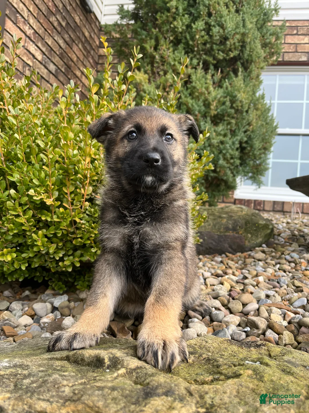 German Shepherd dogs for sale: Tessa - Ad 1