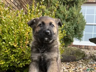 German Shepherd dogs Tessa - Ad 30