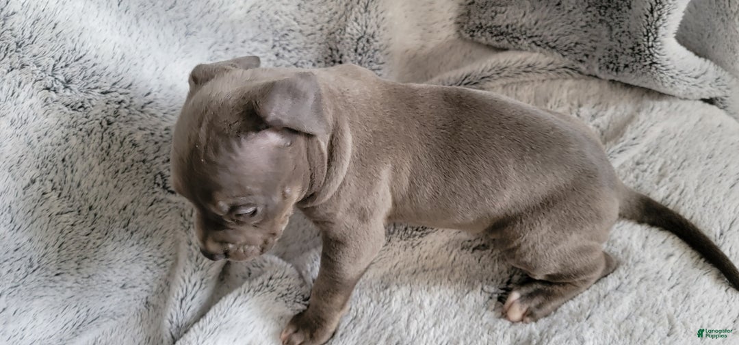 American Bully dogs for sale: Bonnie - Ad 4