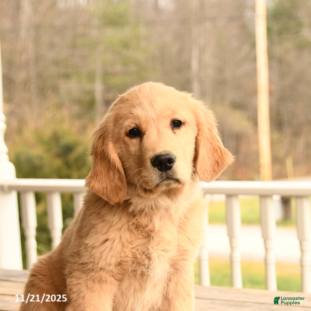 Golden Retriever dogs for sale: Walnut - Ad 4