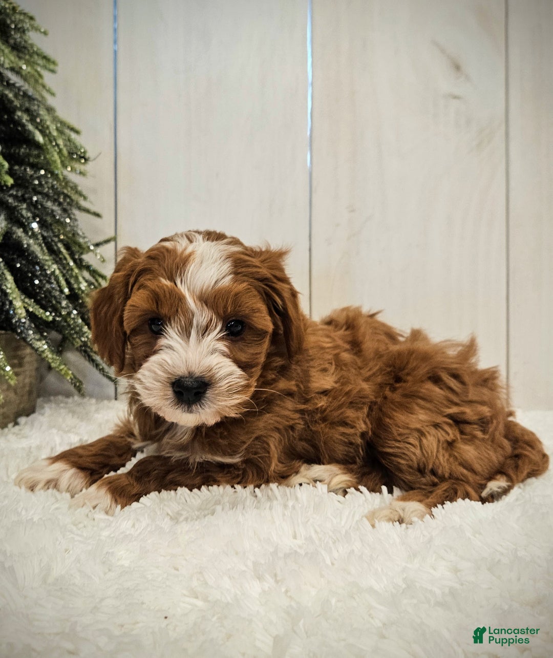 Mini Goldendoodle dogs for sale: Charlie F1B mini - Ad 4