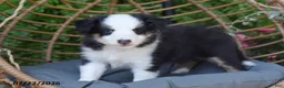 Shetland Sheepdog dogs for sale: Tory - Ad 3