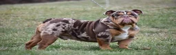 Beabull dogs for sale: Luna - Ad 6