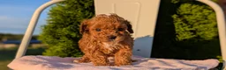 Miniature Poodle dogs for sale: Hazel - Ad 7