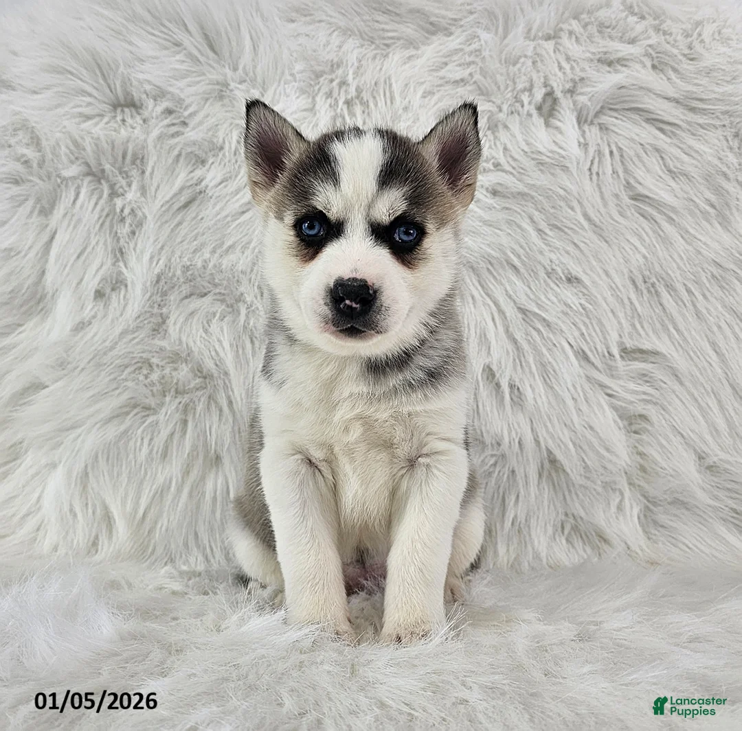 Pomsky dogs for sale: Riley - Ad 1
