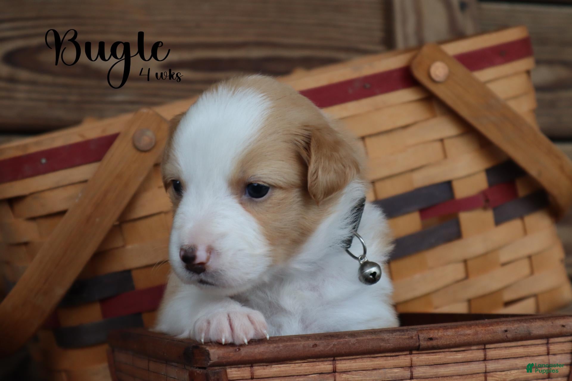 Bugle (Australian(American)Shepherd Miniature, Male) in Hagerstown, MD