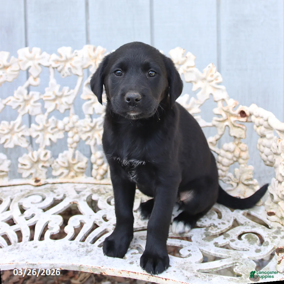 Mixed Breed dogs for sale: Maggie - Ad 2