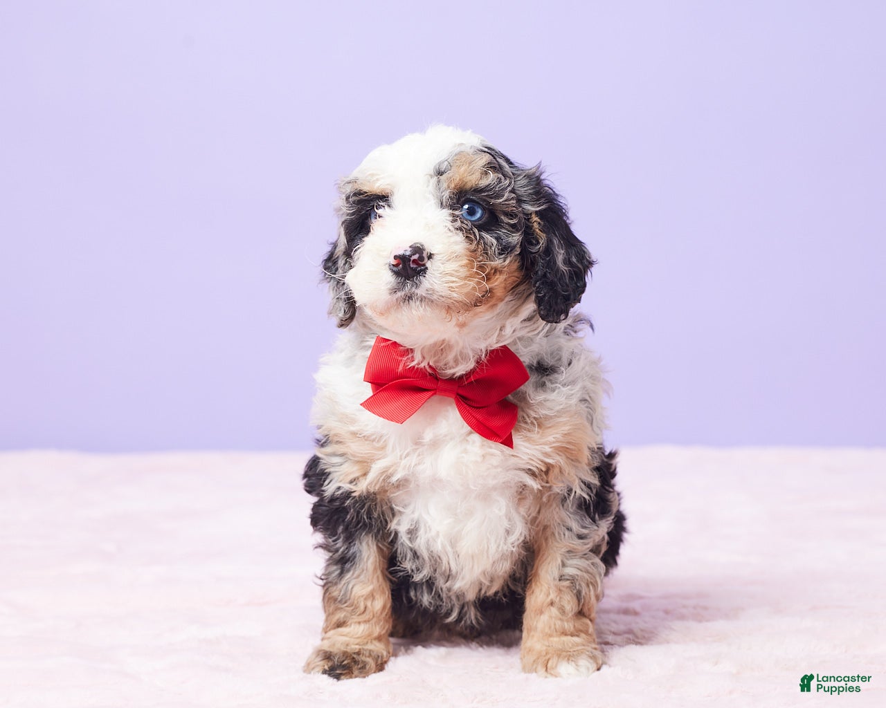 Mini Bernedoodle dogs Sonny - Ad 2