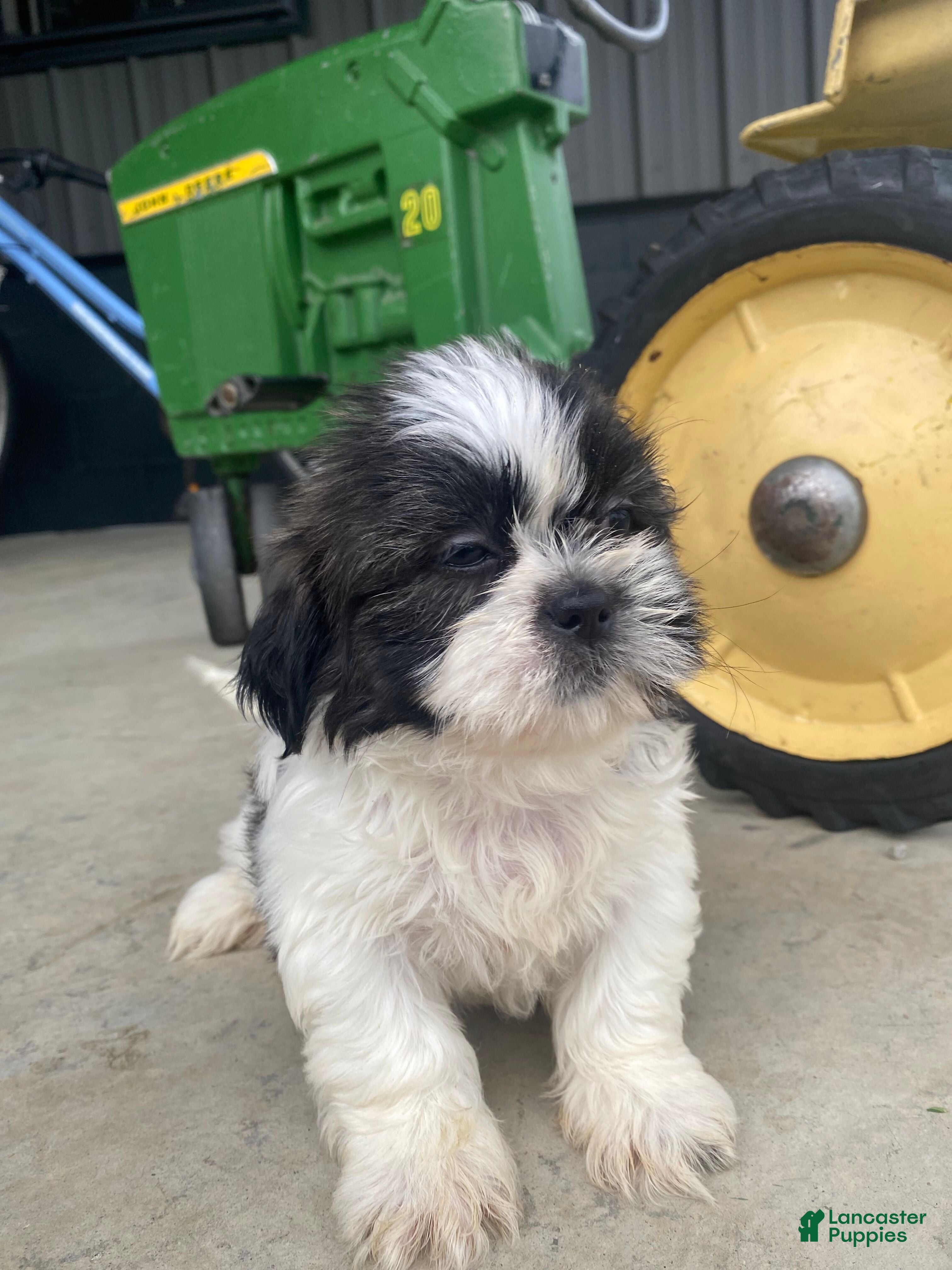 Shih Tzu dogs Leo - Ad 2