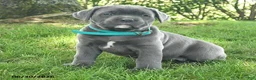Cane Corso dogs for sale: Rain - Ad 3