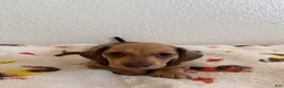 Miniature Dachshund dogs for sale: Mocha - Ad 2